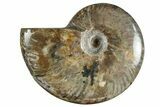 Polished Cretaceous Ammonite (Cleoniceras) Fossil - Madagascar #262130-1